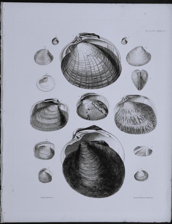 Capt. Thomas Brown - Engraving of shells 1844 (1 of 1)