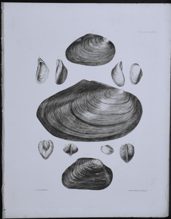 Capt. Thomas Brown - Engraving of shells 1844 (1 of 1)