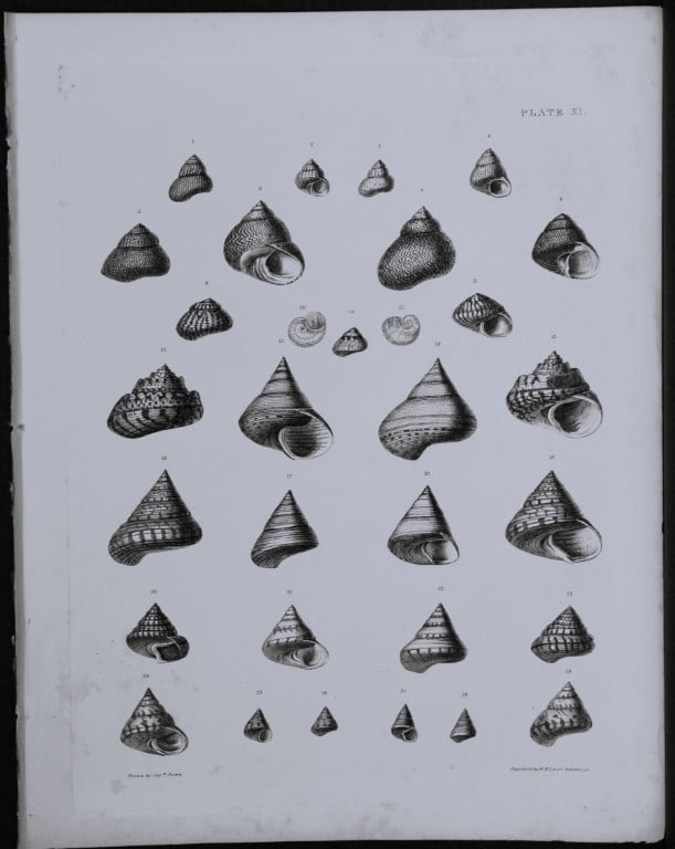 Capt. Thomas Brown - Engraving of shells 1844 (1 of 1)