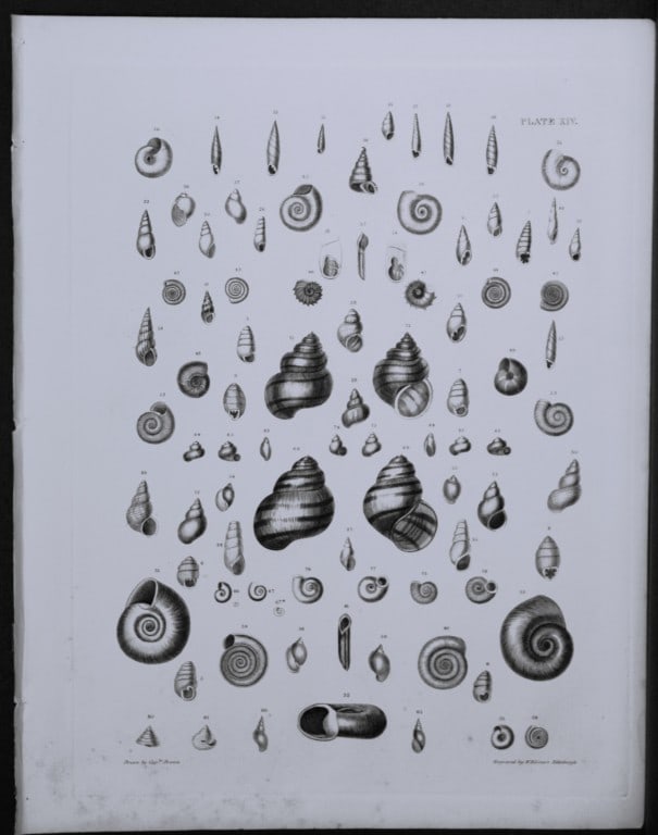 Capt. Thomas Brown - Engraving of shells 1844 (1 of 1)