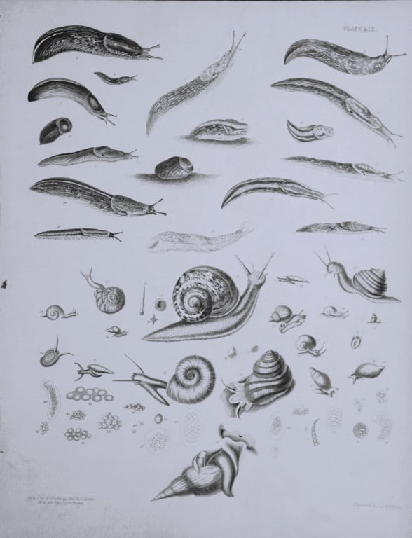 Capt. Thomas Brown - Engraving of shells 1844 (1 of 1)