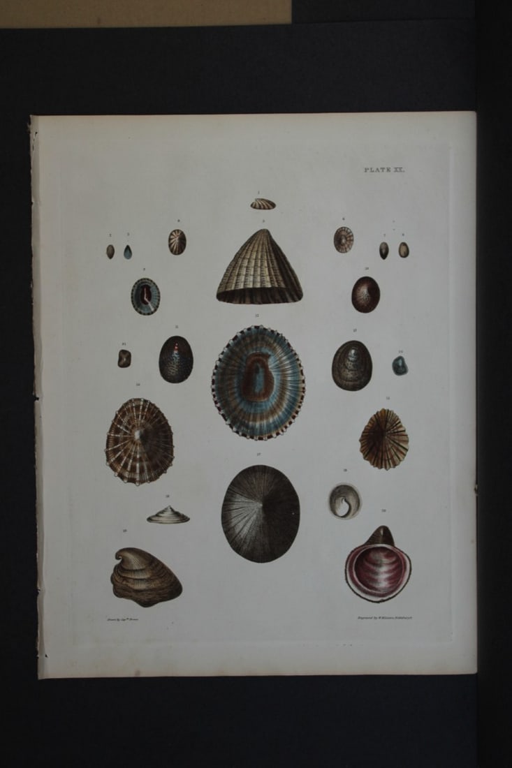 Capt. Thomas Brown - Hand-coloured engraving of shells 1844 (1 of 1)