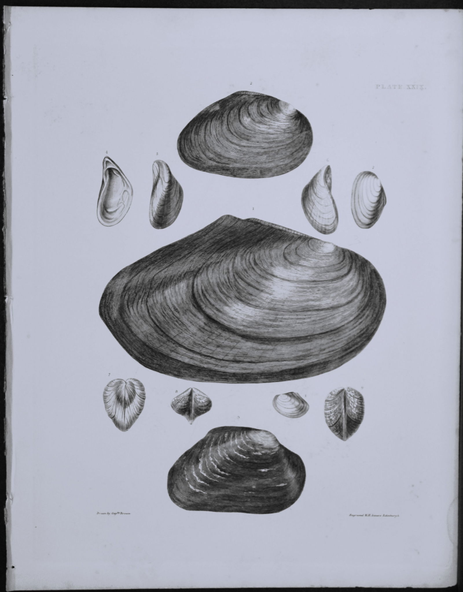 Capt. Thomas Brown - Hand-coloured engraving of shells 1844 (1 of 1)