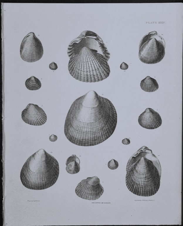 Capt. Thomas Brown - Engraving of shells 1844 (1 of 1)
