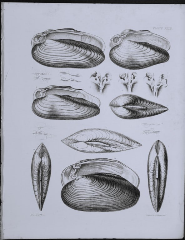 Capt. Thomas Brown - Engraving of shells 1844 (1 of 1)