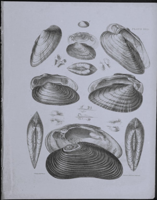 Capt. Thomas Brown - Engraving of shells 1844 (1 of 1)