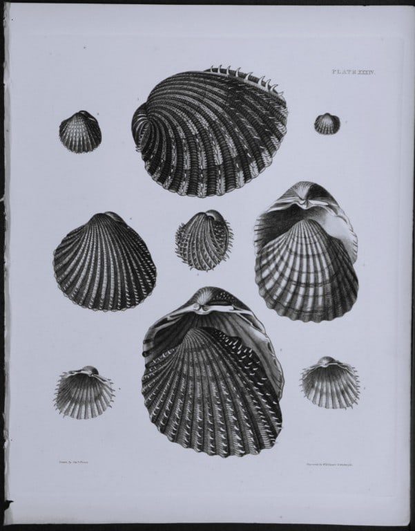 Capt. Thomas Brown - Engraving of shells 1844 (1 of 1)