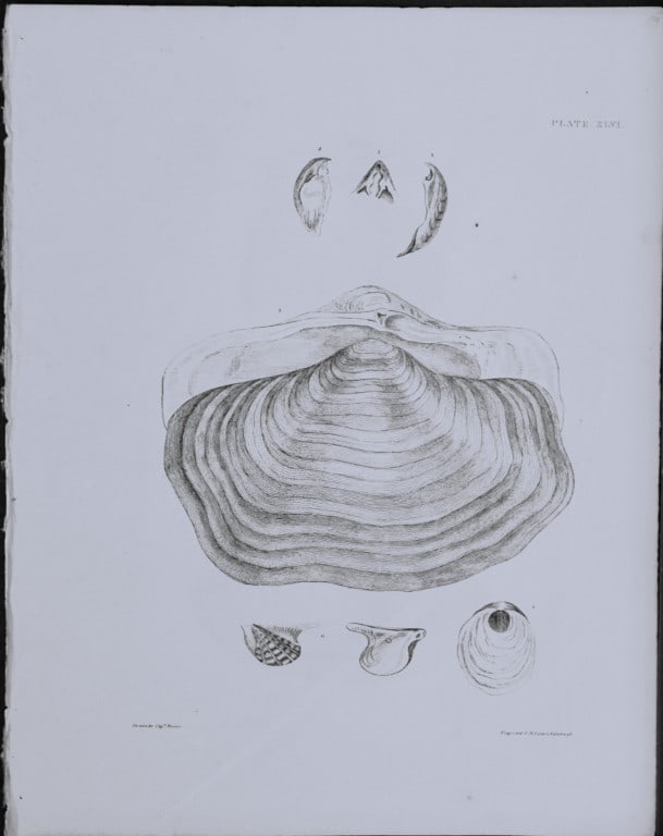 Capt. Thomas Brown - Engraving of shells 1844: This engraving is from Illustrations of the Recent Conchology of Great Britain and Ireland, with the description and localities of all the species, marine, land, and fresh water by Captain Thomas Brow
