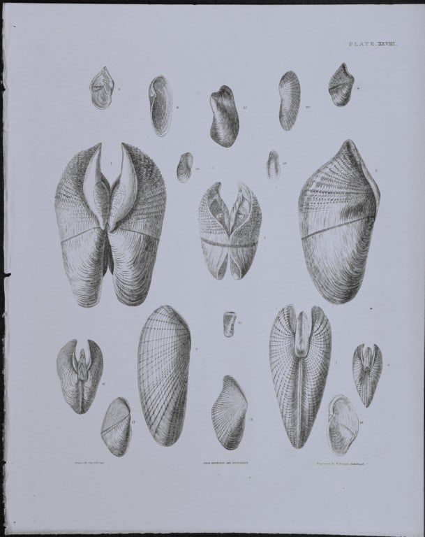 Capt. Thomas Brown - Engraving of shells 1844: This engraving is from Illustrations of the Recent Conchology of Great Britain and Ireland, with the description and localities of all the species, marine, land, and fresh water by Captain Thomas Brow
