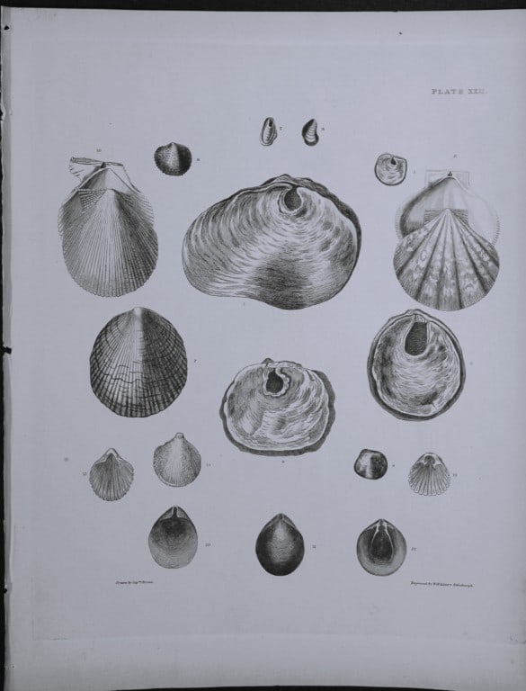 Capt. Thomas Brown - Engraving of shells 1844 (1 of 1)