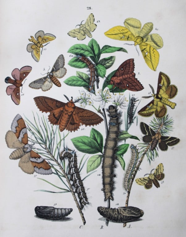 WF Kirby - Hand coloured lithograph from European Butterflies and Moths 1882 (1 of 1)