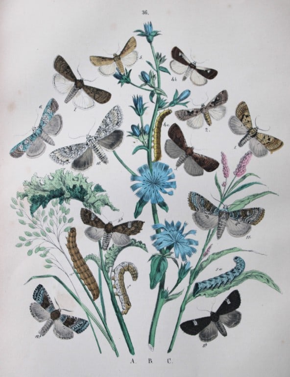 WF Kirby - Hand coloured lithograph from European Butterflies and Moths 1882: This rare hand coloured lithographic print is from European Butterflies and Moths by WF Kirby. Published by Cassell, Petter, Galpin & Co, London 1882. First edition.The book was based upon Berge's Sch
