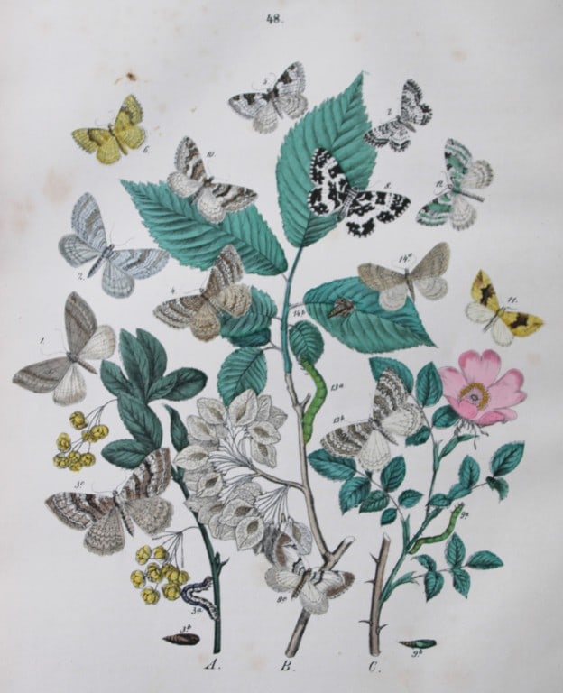 WF Kirby - Hand coloured lithograph from European Butterflies and Moths 1882 (1 of 1)