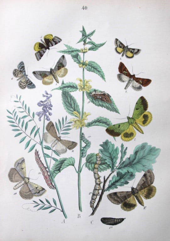 WF Kirby - Hand coloured lithograph from European Butterflies and Moths 1882 (1 of 1)