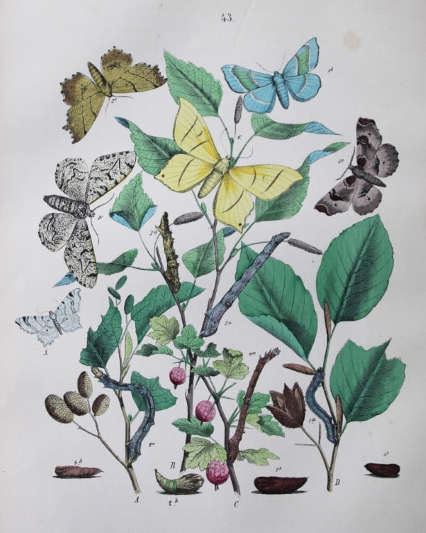 WF Kirby - Hand coloured lithograph from European Butterflies and Moths 1882 (1 of 1)