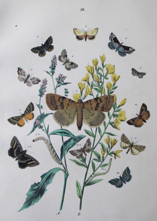WF Kirby - Hand coloured lithograph from European Butterflies and Moths 1882 (1 of 1)