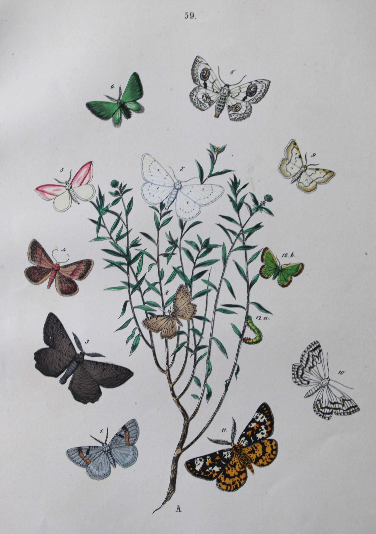 WF Kirby - Hand coloured lithograph from European Butterflies and Moths 1882 (1 of 1)