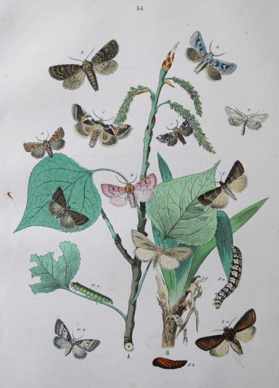 WF Kirby - Hand coloured lithograph from European Butterflies and Moths 1882 (1 of 1)