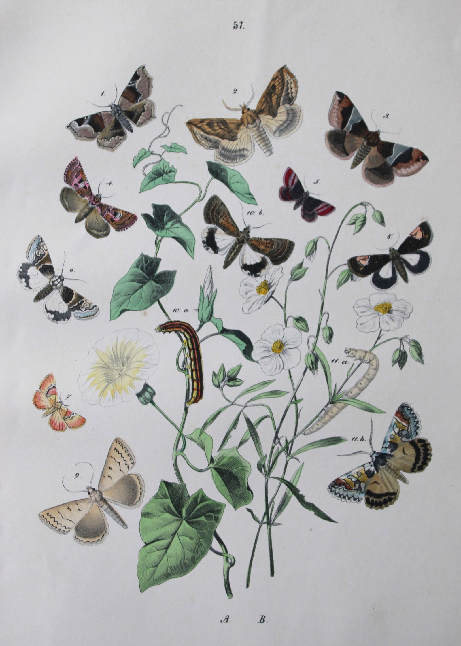 WF Kirby - Hand coloured lithograph from European Butterflies and Moths 1882 (1 of 1)