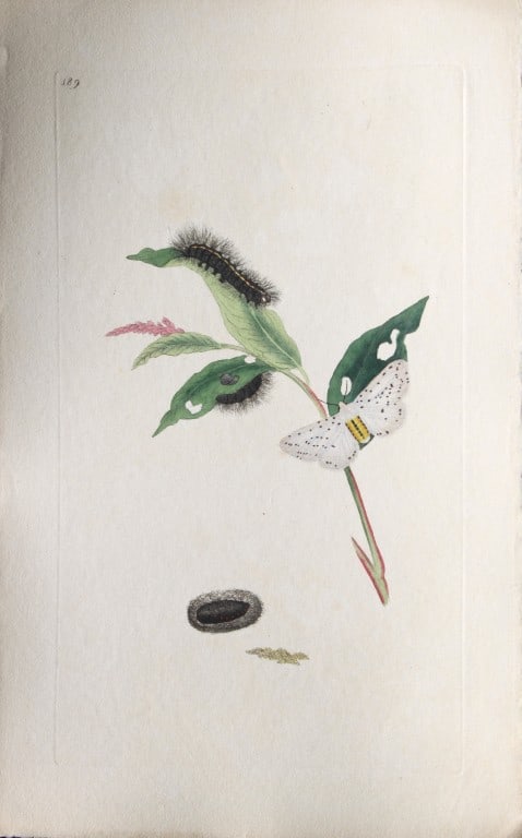 Edward Donovan - Copperplate engraving of Moths 1797: This copperplate engraving is from Edward Donovan's The Natural History of British Insects Vol VI, published in 1797 in London and printed by F & C Rivington.Size: 5.5in x 9in (14cm x 23cm)