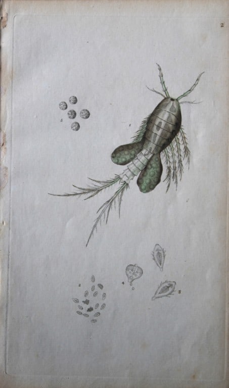 Edward Donovan - Copperplate engraving of Insects 1792 (1 of 1)