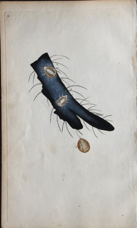 Edward Donovan - Copperplate engraving of Insects 1792: This copperplate engraving is from Edward Donovan's The Natural History of British Insects Vol VI, published in 1797 in London and printed by F & C Rivington.Size: 5.5in x 9in (14cm x 23cm)