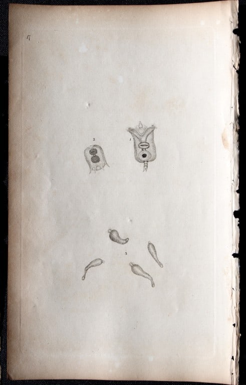 Edward Donovan - Copperplate engraving of Insects 1792: This copperplate engraving is from Edward Donovan's The Natural History of British Insects Vol VI, published in 1797 in London and printed by F & C Rivington.Size: 5.5in x 9in (14cm x 23cm)