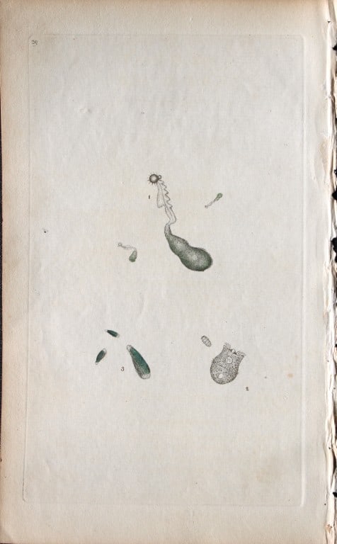 Edward Donovan - Copperplate engraving of Insects 1792 (1 of 1)