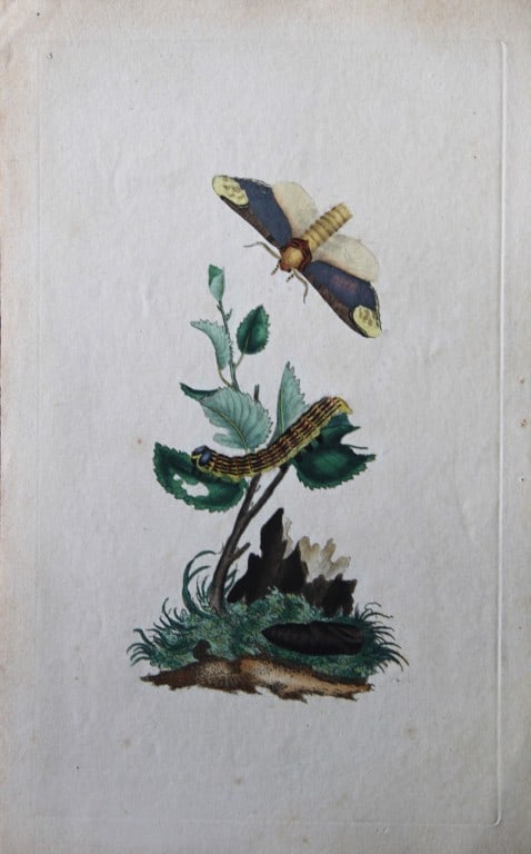 Edward Donovan - Copperplate engraving of Butterfly 1792 (1 of 1)