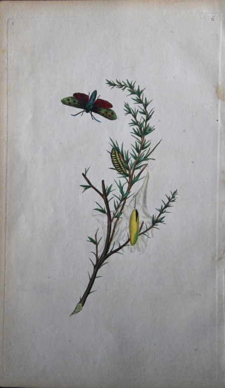 Edward Donovan - Copperplate engraving of Moths 1792 (1 of 1)