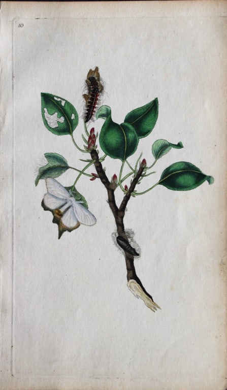 Edward Donovan - Copperplate engraving of Moths 1792 (1 of 1)