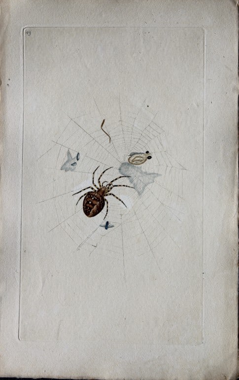 Edward Donovan - Copperplate engraving of Spider 1792: This copperplate engraving is from Edward Donovan's The Natural History of British Insects Vol VI, published in 1797 in London and printed by F & C Rivington.Size: 5.5in x 9in (14cm x 23cm)