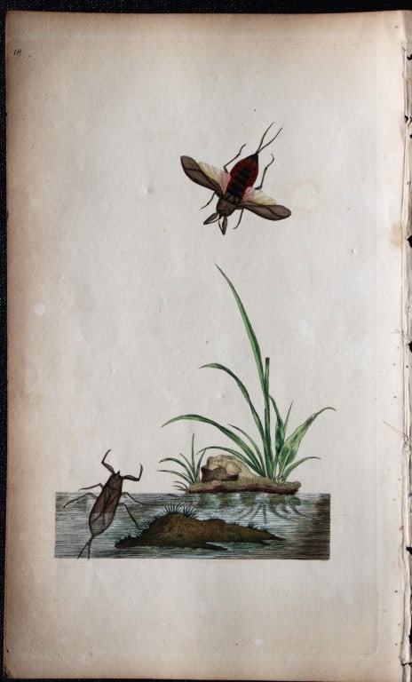 Edward Donovan - Copperplate engraving of Insects 1792: This copperplate engraving is from Edward Donovan's The Natural History of British Insects Vol VI, published in 1797 in London and printed by F & C Rivington.Size: 5.5in x 9in (14cm x 23cm)