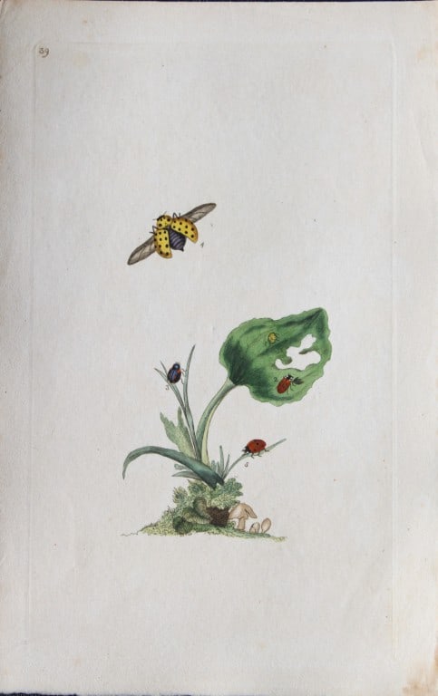 Edward Donovan - Copperplate engraving of Insects 1792: This copperplate engraving is from Edward Donovan's The Natural History of British Insects Vol VI, published in 1797 in London and printed by F & C Rivington.Size: 5.5in x 9in (14cm x 23cm)