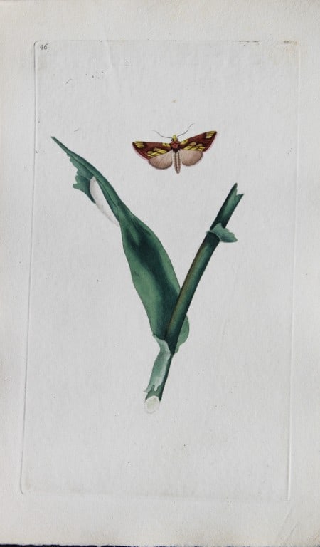 Edward Donovan - Copperplate engraving of Moths 1793: This copperplate engraving is from Edward Donovan's The Natural History of British Insects Vol VI, published in 1797 in London and printed by F & C Rivington.Size: 5.5in x 9in (14cm x 23cm)