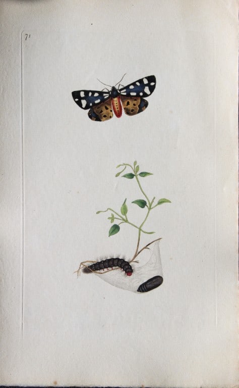 Edward Donovan - Copperplate engraving of Moths 1793 (1 of 1)