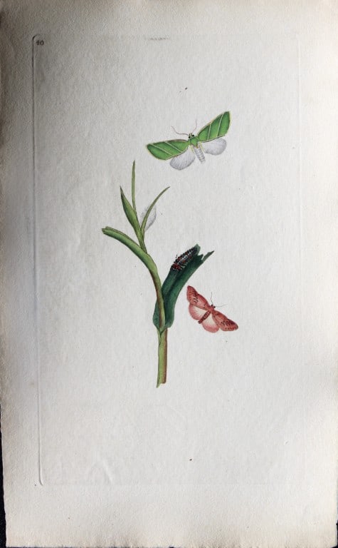 Edward Donovan - Copperplate engraving of Moths 1793 (1 of 1)