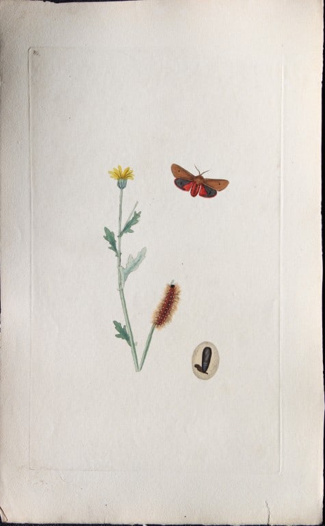 Edward Donovan - Copperplate engraving of Moths 1793: This copperplate engraving is from Edward Donovan's The Natural History of British Insects Vol VI, published in 1797 in London and printed by F & C Rivington.Size: 5.5in x 9in (14cm x 23cm)