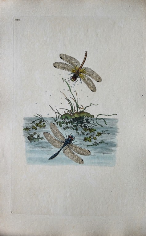 Edward Donovan - Copperplate engraving of a Dragonfly 1794: This copperplate engraving is from Edward Donovan's The Natural History of British Insects published in London and printed by F & C Rivington.Size: 5.5in x 9in (14cm x 23cm)