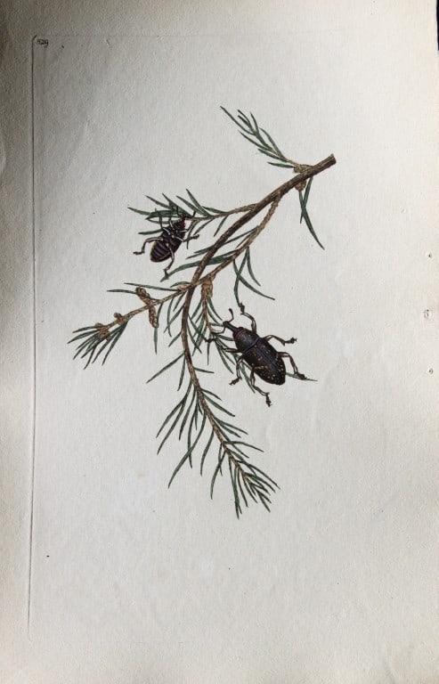 Edward Donovan - Copperplate engraving of Beetle 1811 (1 of 1)