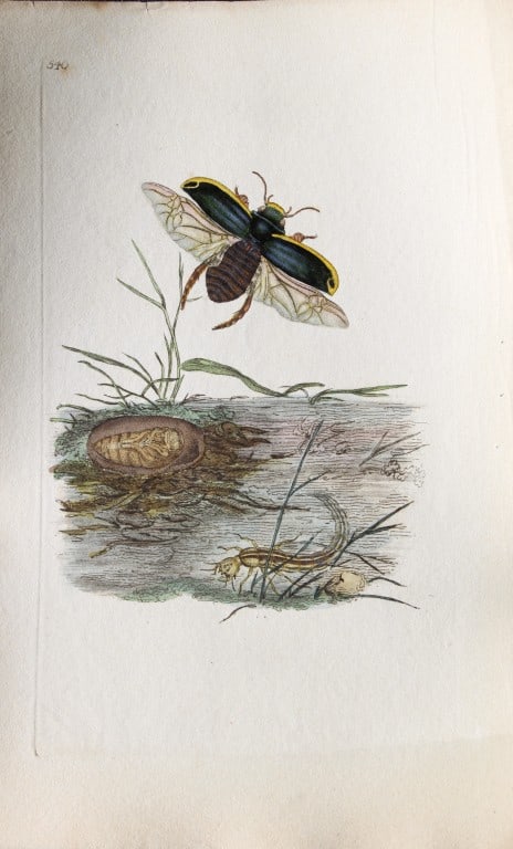 Edward Donovan - Copperplate engraving of Insects 1811 (1 of 1)