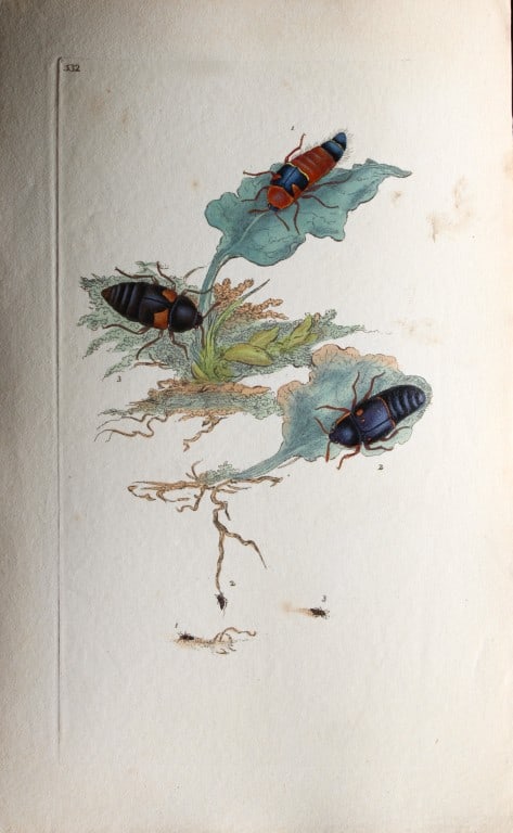 Edward Donovan - Copperplate engraving of Insects 1811: This copperplate engraving is from Edward Donovan's The Natural History of British Insects Vol VI, published in 1797 in London and printed by F & C Rivington.Size: 5.5in x 9in (14cm x 23cm)