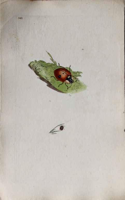 Edward Donovan - Copperplate engraving of Insects 1813 (1 of 1)