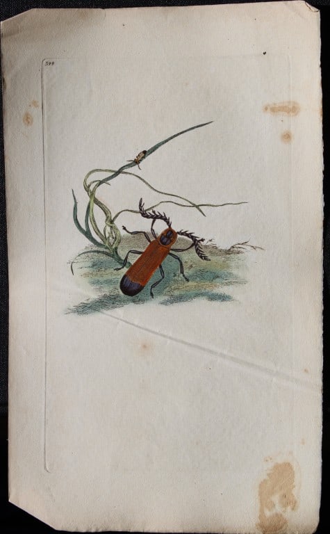 Edward Donovan - Copperplate engraving of Insects 1813 (1 of 1)