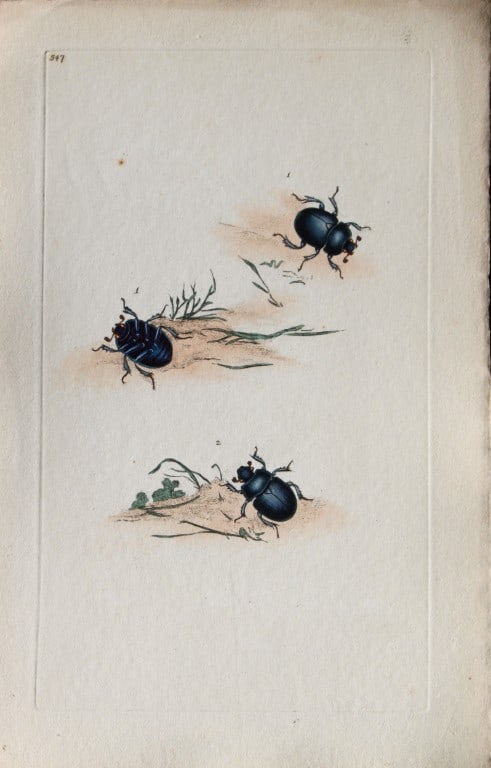 Edward Donovan - Copperplate engraving of Insects 1813: This copperplate engraving is from Edward Donovan's The Natural History of British Insects Vol VI, published in 1797 in London and printed by F & C Rivington.Size: 5.5in x 9in (14cm x 23cm)
