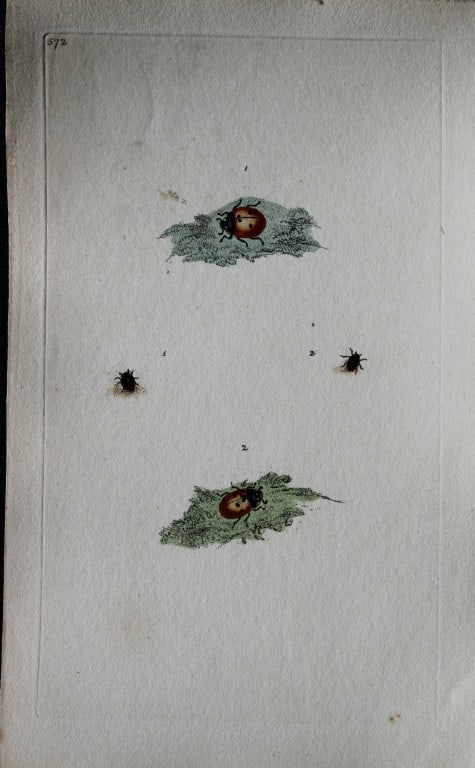 Edward Donovan - Copperplate engraving of Insects 1813: This copperplate engraving is from Edward Donovan's The Natural History of British Insects Vol VI, published in 1797 in London and printed by F & C Rivington.Size: 5.5in x 9in (14cm x 23cm)