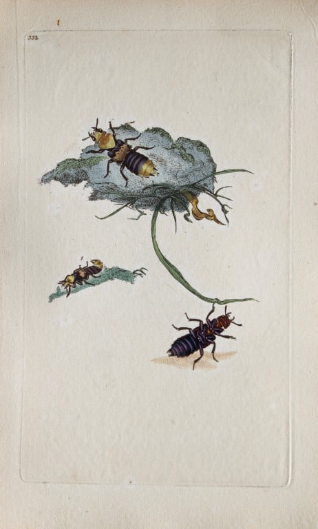 Edward Donovan - Copperplate engraving of Insects 1813: This copperplate engraving is from Edward Donovan's The Natural History of British Insects Vol VI, published in 1797 in London and printed by F & C Rivington.Size: 5.5in x 9in (14cm x 23cm)