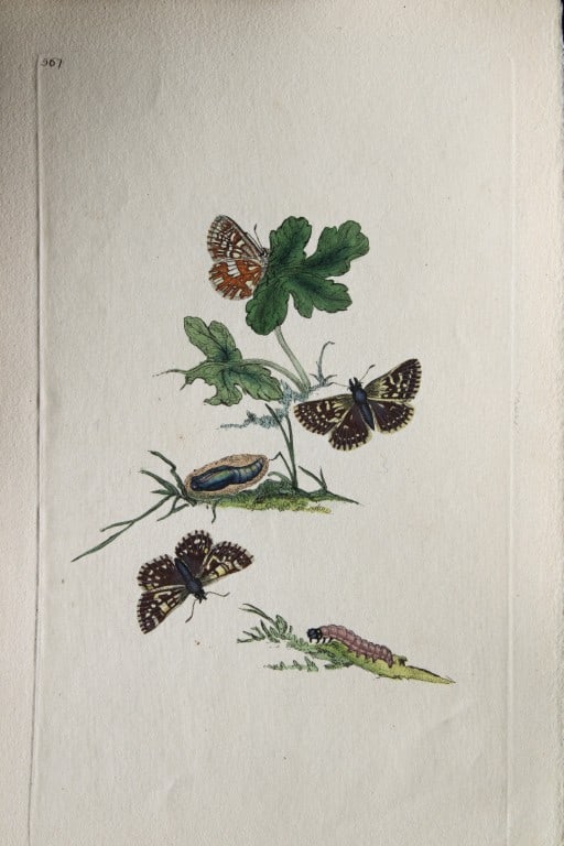 Edward Donovan - Copperplate engraving of Butterflies 1808 (1 of 1)