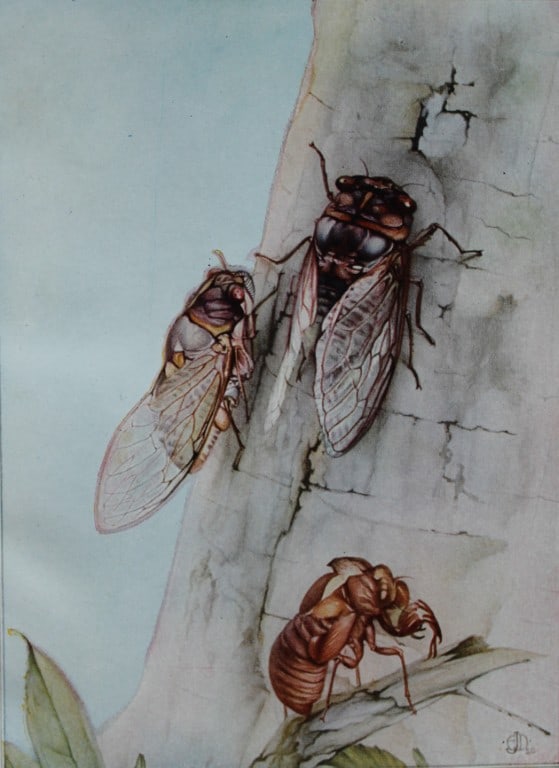 EJ Detmold - Print of flies 1935 (1 of 1)