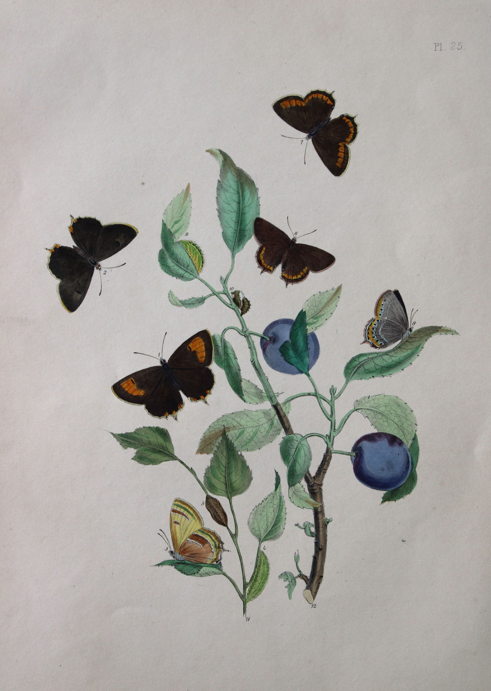 HN Humphreys - Hand coloured lithograph of British butterflies 1841 (1 of 2)